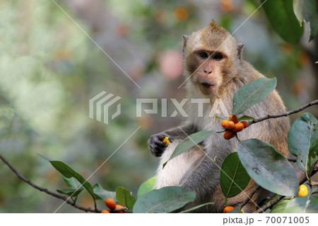 バナナを食べる猿の写真素材