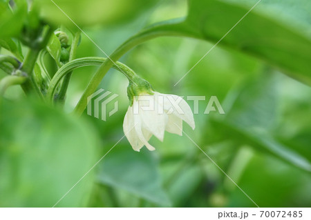 ししとうの花の写真素材