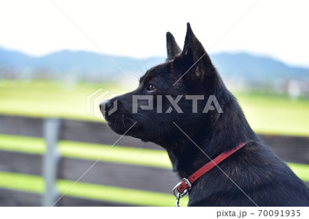 黒い犬の写真素材
