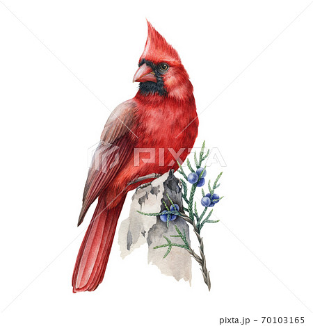 赤 赤い 赤色 動物のイラスト素材