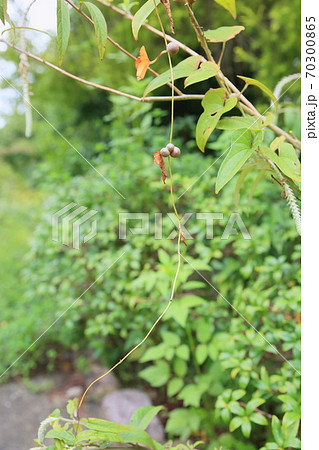 自然薯の花 山芋の写真素材