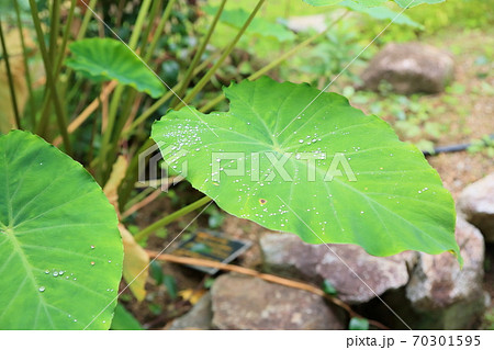 里芋の葉 葉脈の写真素材