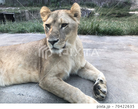 動物 メスライオン 怖い顔 肉食の写真素材