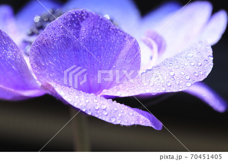 アドニス属 花の写真素材