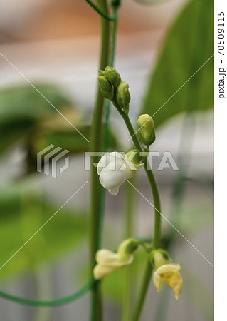 花 植物 花びら インゲンマメの写真素材