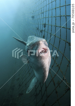 マンボウの写真素材集 ピクスタ