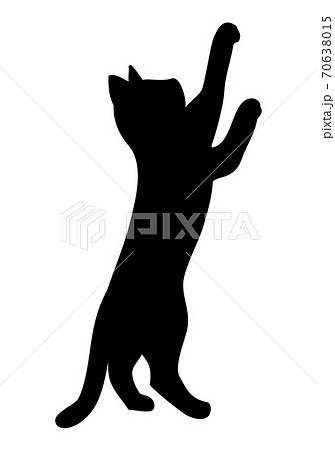 立ち上がる猫の写真素材