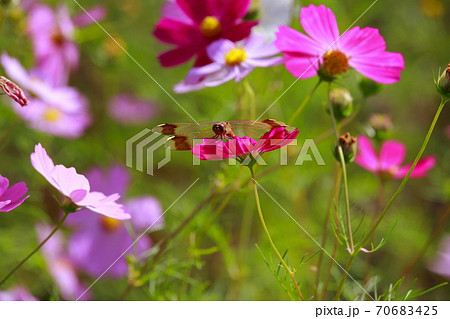 コスモス とんぼ 風景 花畑 かわいいの写真素材