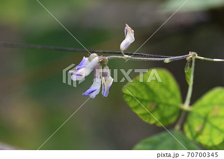 秋の野草 マメ科の写真素材