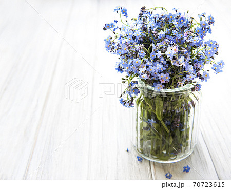 ワスレナグサ 可愛い花 勿忘草 綺麗な花の写真素材