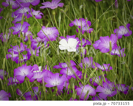 やまとなでしこ 花の写真素材