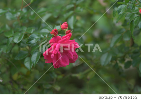 薔薇 ばら バラ 美女と野獣の写真素材