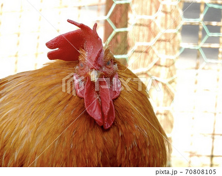 ニワトリ 鳥 鳥類 顔の写真素材