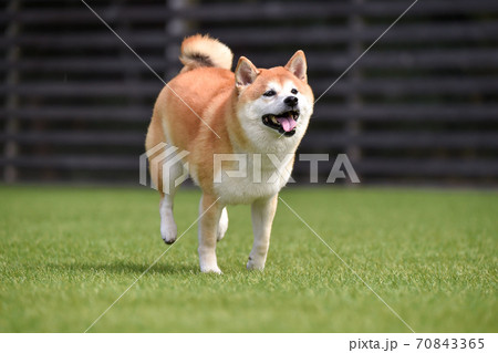 走る 柴犬の写真素材