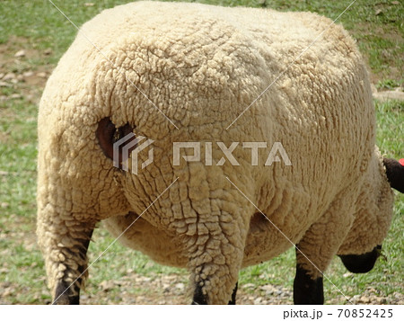 羊 おしり 動物 ハートの写真素材