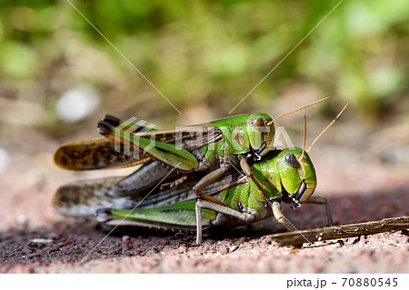 飛蝗の写真素材