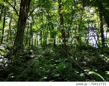 Forest Forest 森 暗いの写真素材