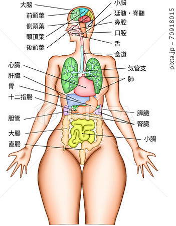 内臓 図 名称 人体図のイラスト素材