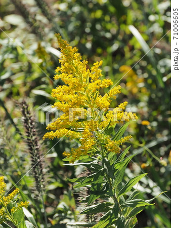 セイタカアキノキリンソウの写真素材