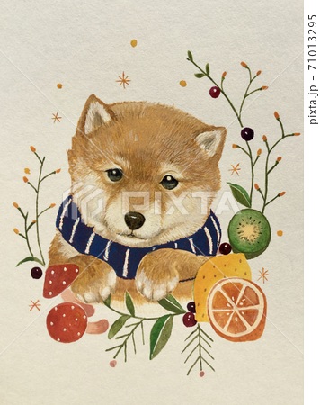 柴犬 犬 日本犬 素材のイラスト素材
