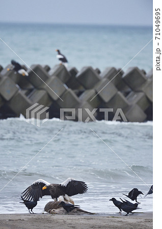 渡り鳥 北海道の写真素材