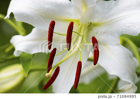 カサブランカ 花の写真素材