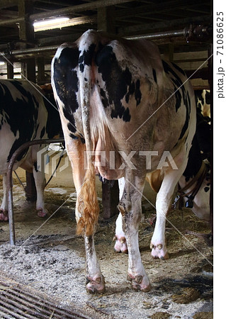 牛 おしり ホルスタイン 尻尾の写真素材