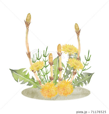 土筆 つくし たんぽぽ 春のイラスト素材