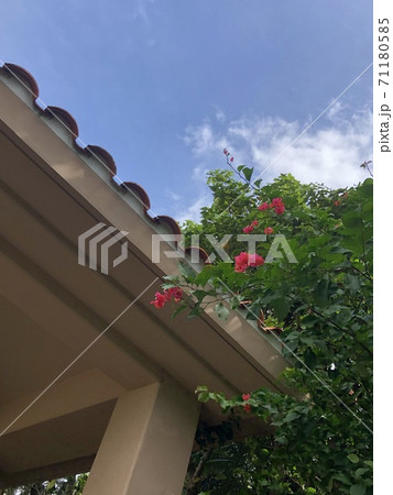 宮古島 島 花 赤の写真素材