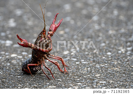 ザリガニの写真素材集 ピクスタ