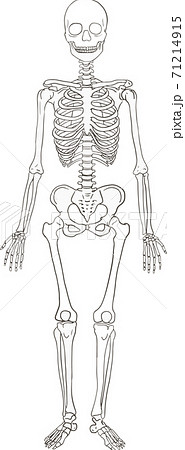 骨 骸骨のイラスト素材集 ピクスタ