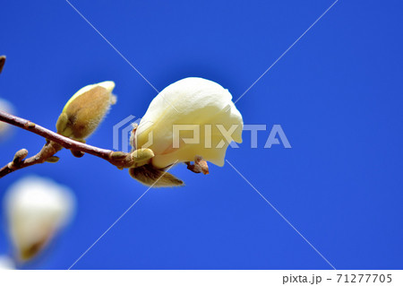 ハクモクレンのつぼみの写真素材