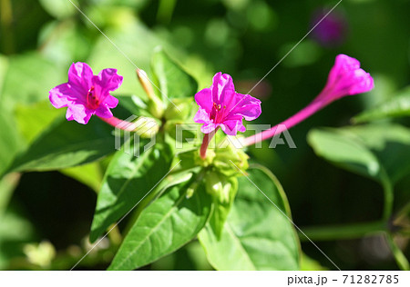 ラッパ型の花の写真素材