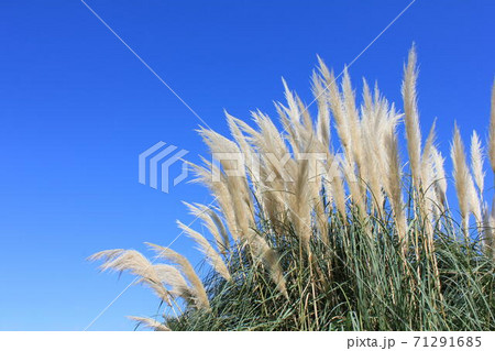 ススキ すすき パンパスグラス 西洋ススキの写真素材