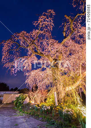 桜 春 ライトアップ しだれ桜の写真素材