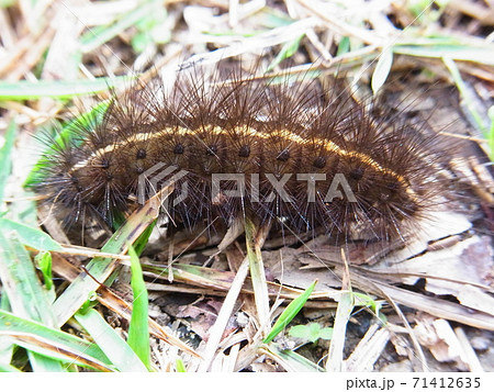 幼虫 ケムシ クマケムシ ヒトリガの写真素材