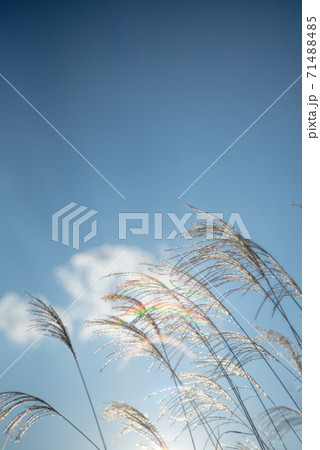 植物 ススキ 種子 穂の写真素材