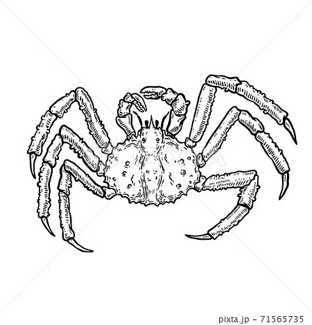 タラバ蟹のイラスト素材 タラバ蟹のイラスト素材