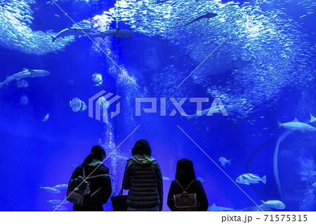 水 プール 水中 女の子の写真素材