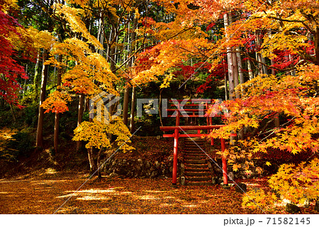 丹波篠山 紅葉 鳥居 洞光寺の写真素材