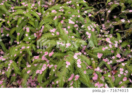 ベニザクラ 植物 紅桜の写真素材