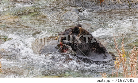 北海道熊 鮭の写真素材