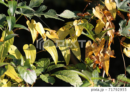 ジネンジョ 自然薯 葉の写真素材
