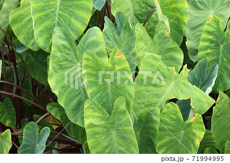 サトイモ 里芋 葉 葉っぱの写真素材