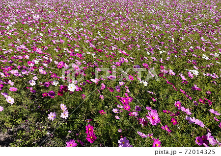 南国 花 ピンク 奇麗の写真素材