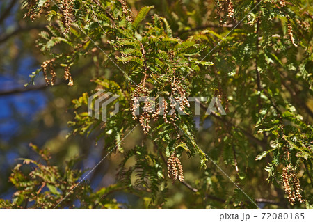 花 メタセコイア 雄花 植物の写真素材