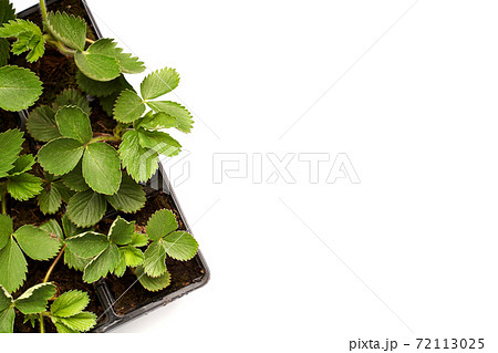 苺の芽生えの写真素材