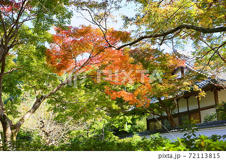 鮮やか 紅葉 イロハモミジ 季節変化の写真素材 - PIXTA