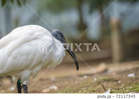 黄色いくちばし 鳥の写真素材