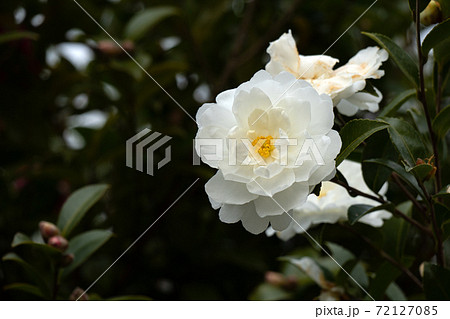 山茶花 さざんか 花 白の写真素材